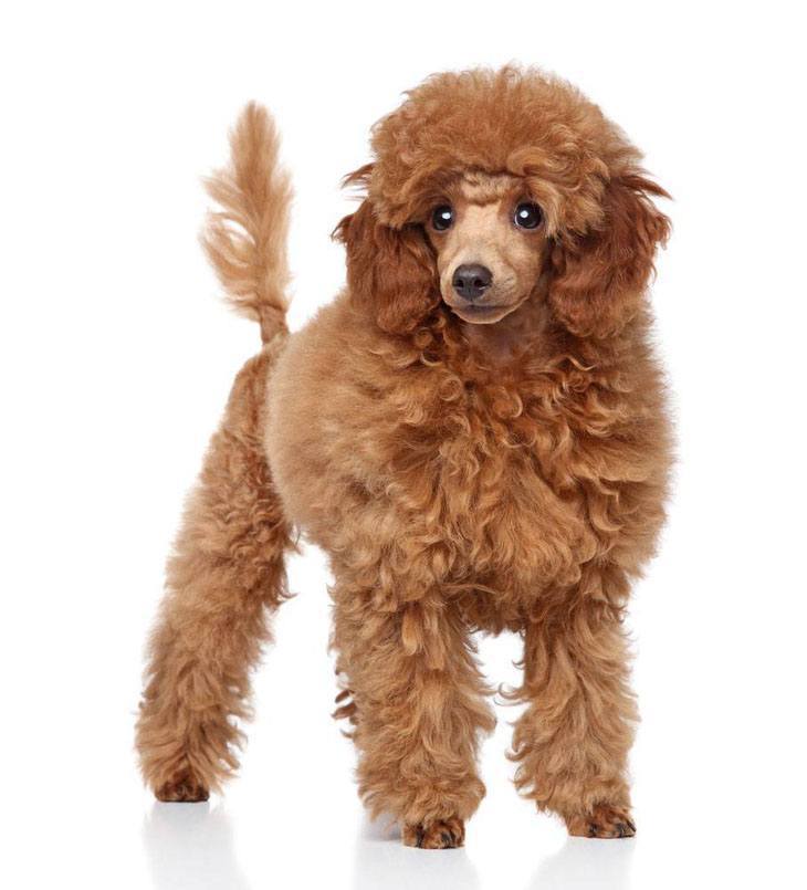 Beautiful Standard Poodle