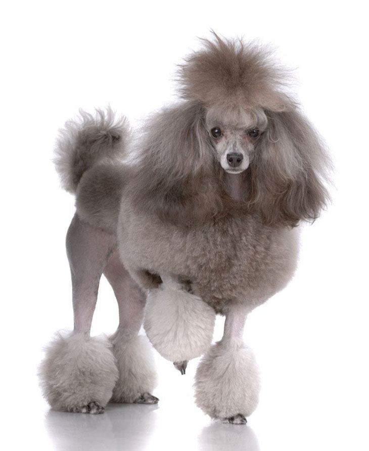 Poodle modeling it's new haircut