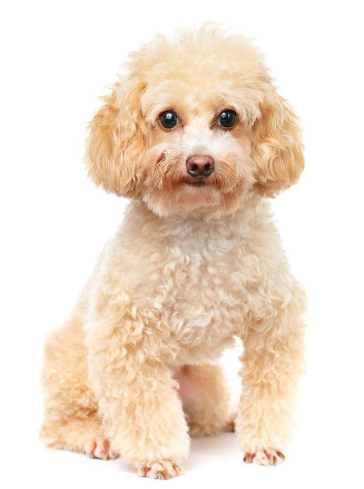 Poodle puppy cutie