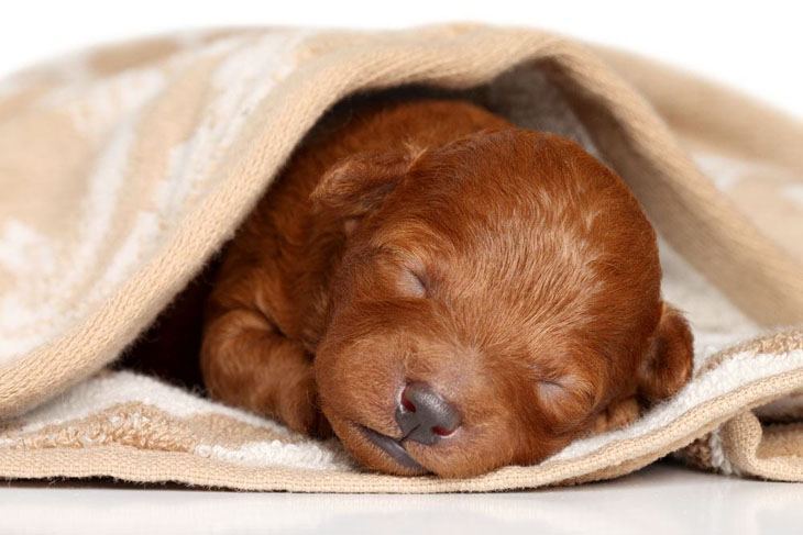 Sleeping Poodle cutie