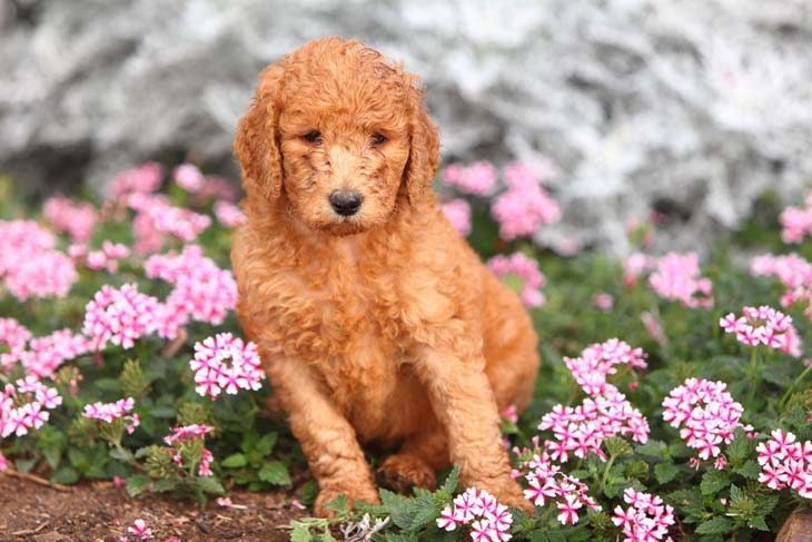 Poodle enjoying the flowers