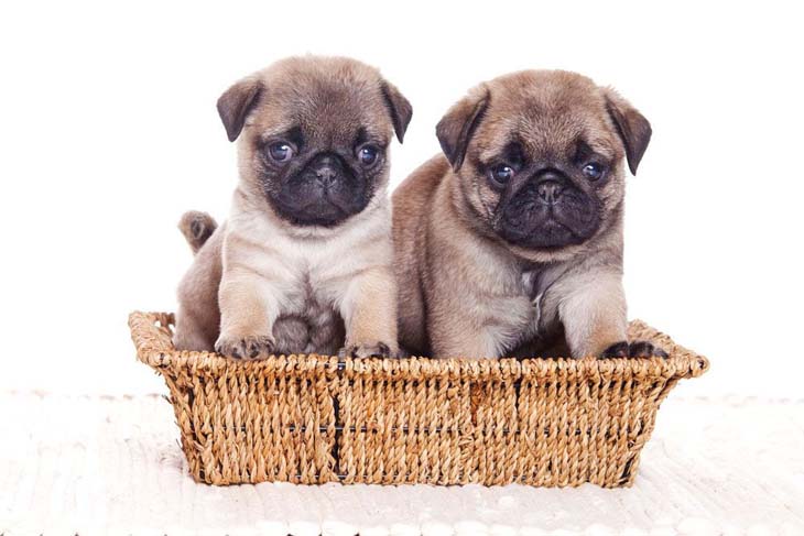 Pug brother and sister ready to eat