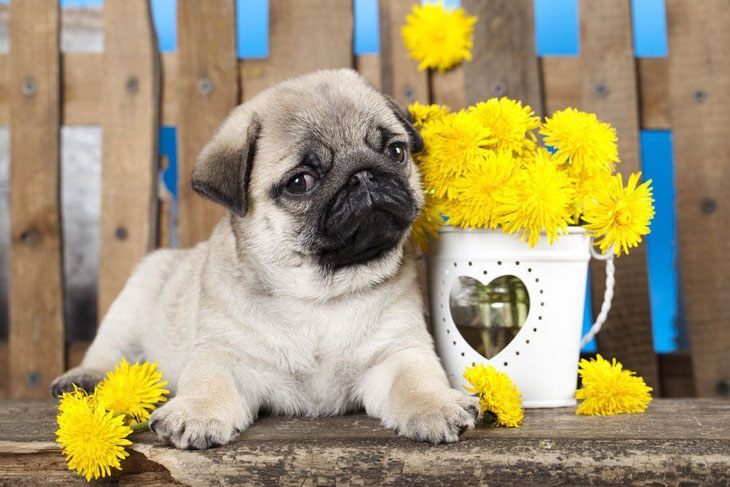 Pug puppy cutie pie