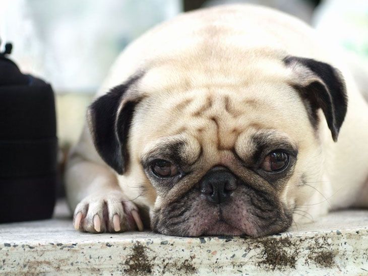 Lazy Pug enjoying a Spring day