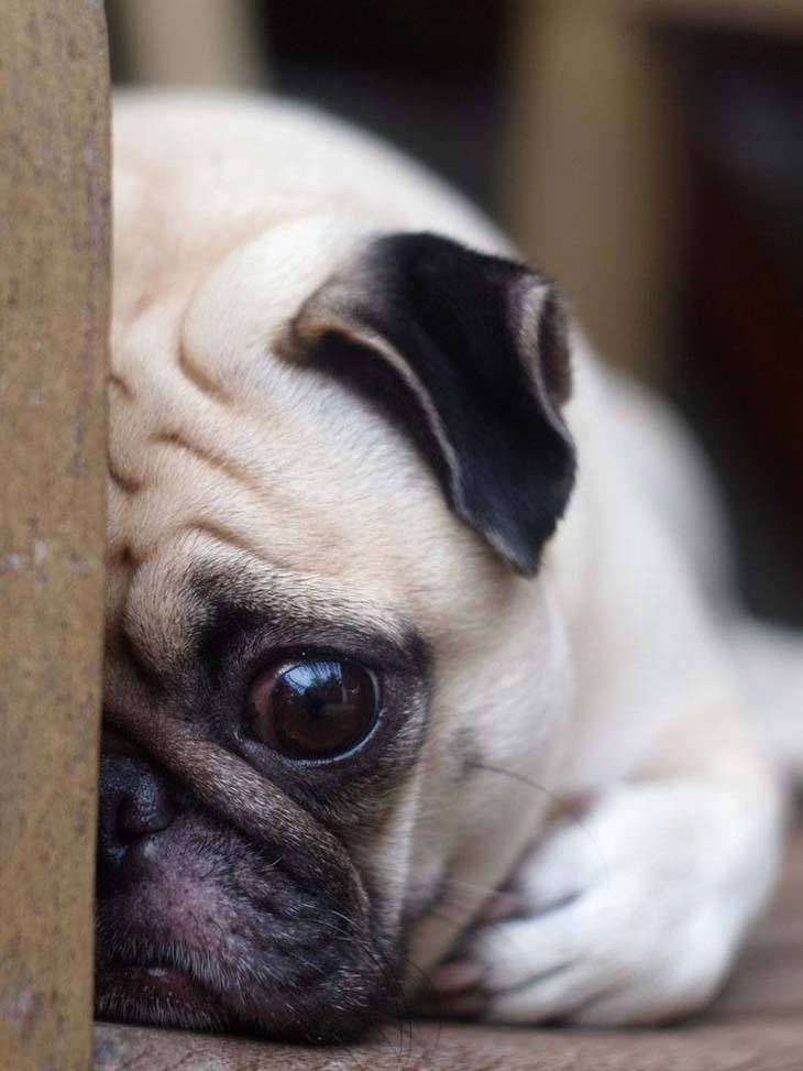 This Pug is so shy