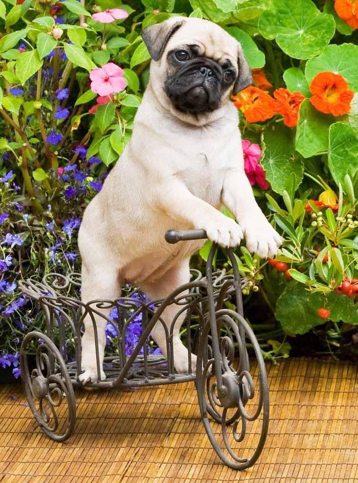 Pug making it's getaway