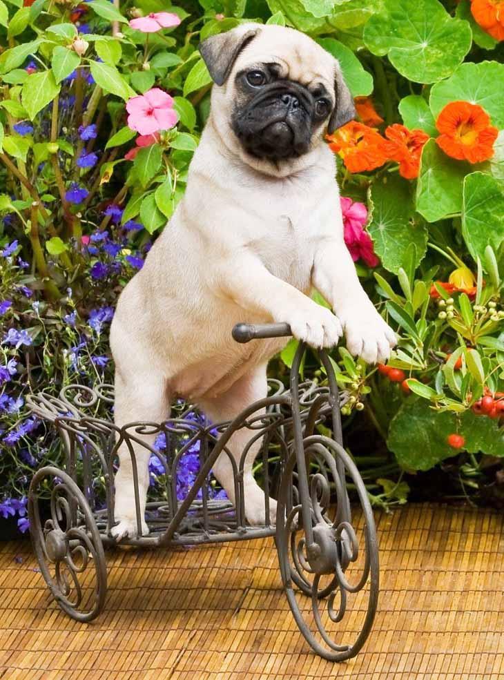 Pug making it's getaway