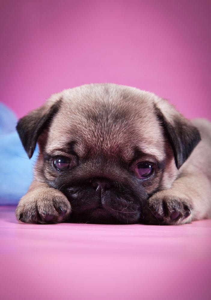 Pooped out Pug