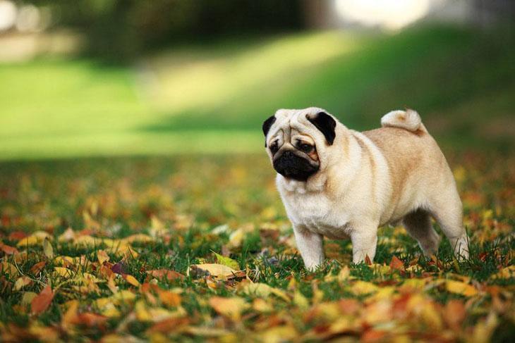 Pug observing leaves