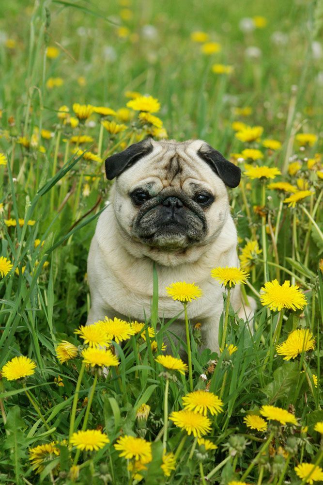 Pugs and flowers, the perfect match