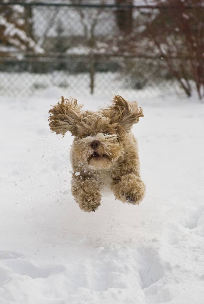 Dog running in for dinner