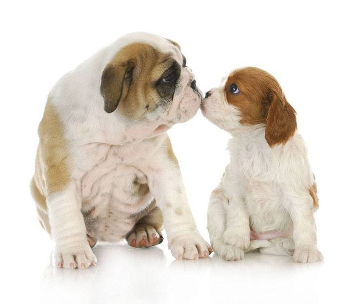 Kissing puppy cousins