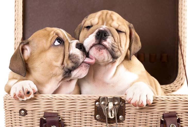 Sweet Bulldog puppy kisses