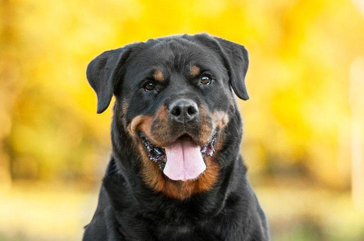 Rottweiler beauty