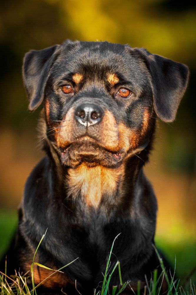 Rottweiler ready to give chase