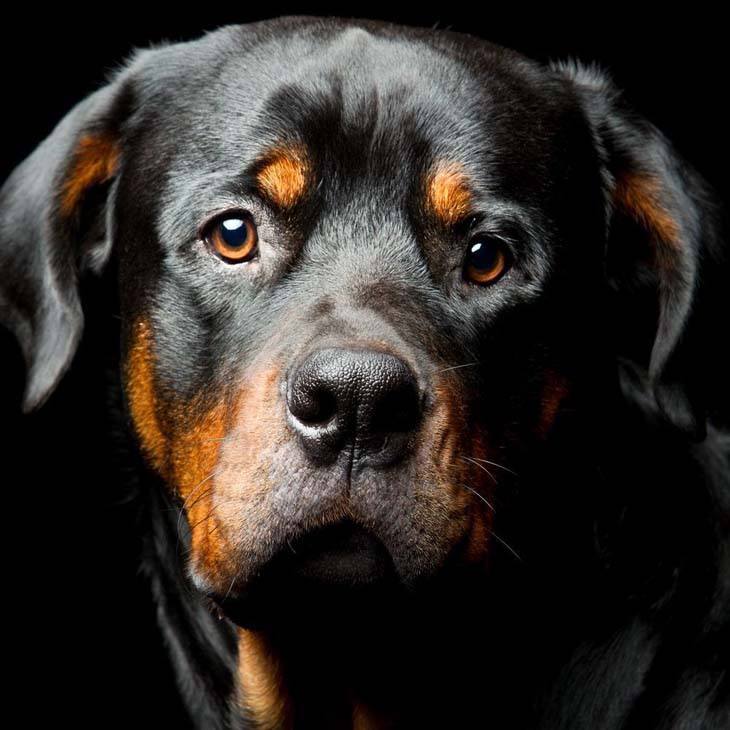 Beautiful Rottweiler staring at you