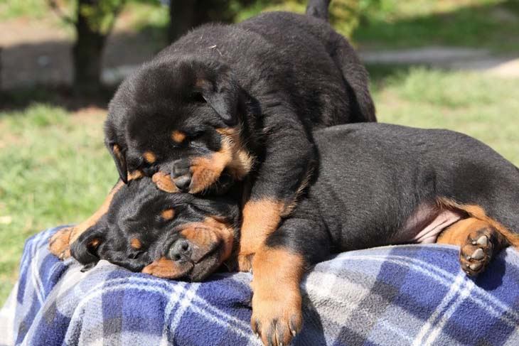 Rottweiler puppies wrestling