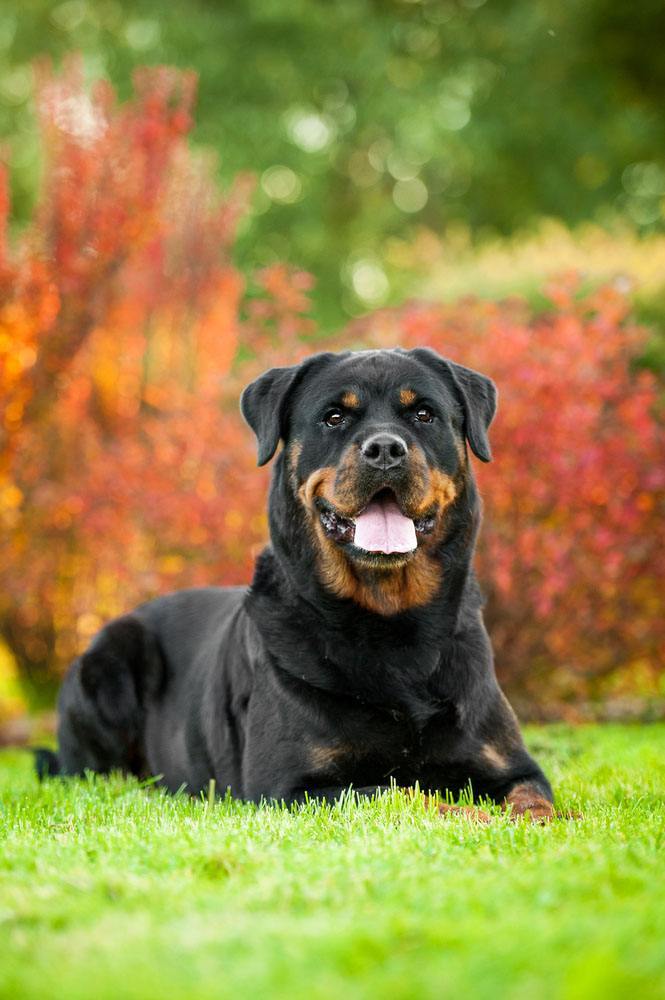 Proud Rottweiler