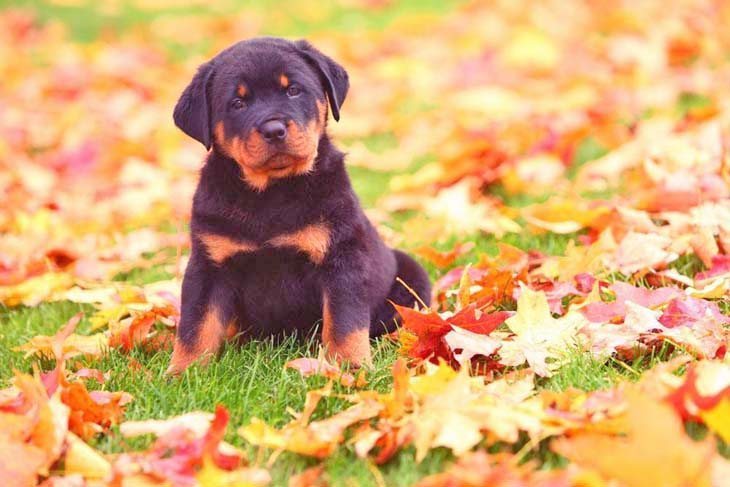 Rottweiler puppy loving fall time