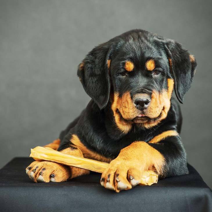 Rottweiler puppy protecting his bone