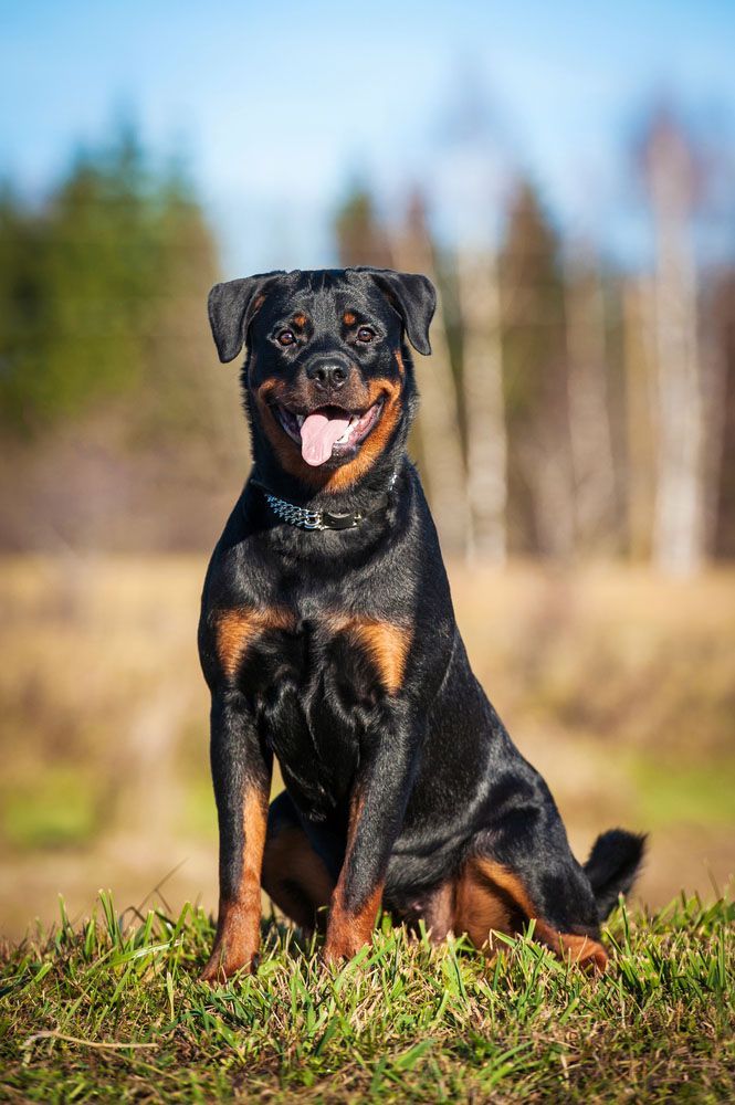 Rottweiler standing at attention