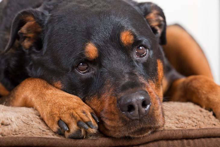 Beautiful Rottweiler resting