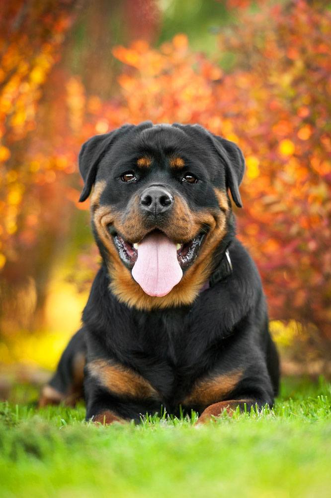 Beautiful Rottweiler enjoys fall time