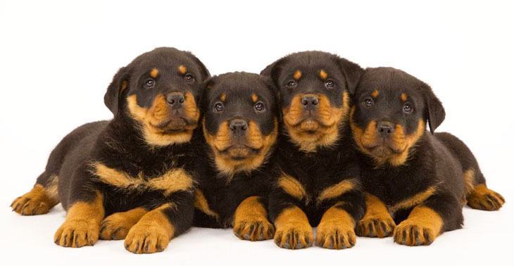 Rottweiler puppies ready to pounce