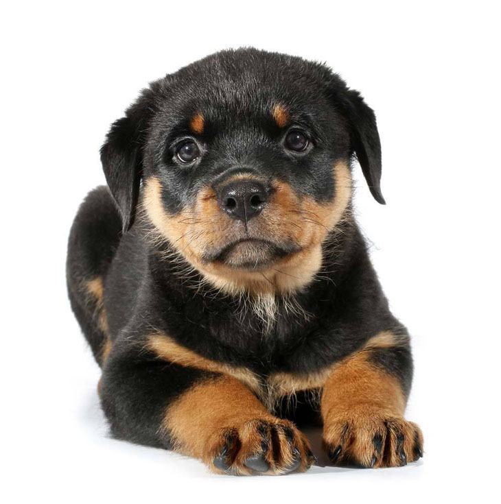 Rottweiler puppy ready for action