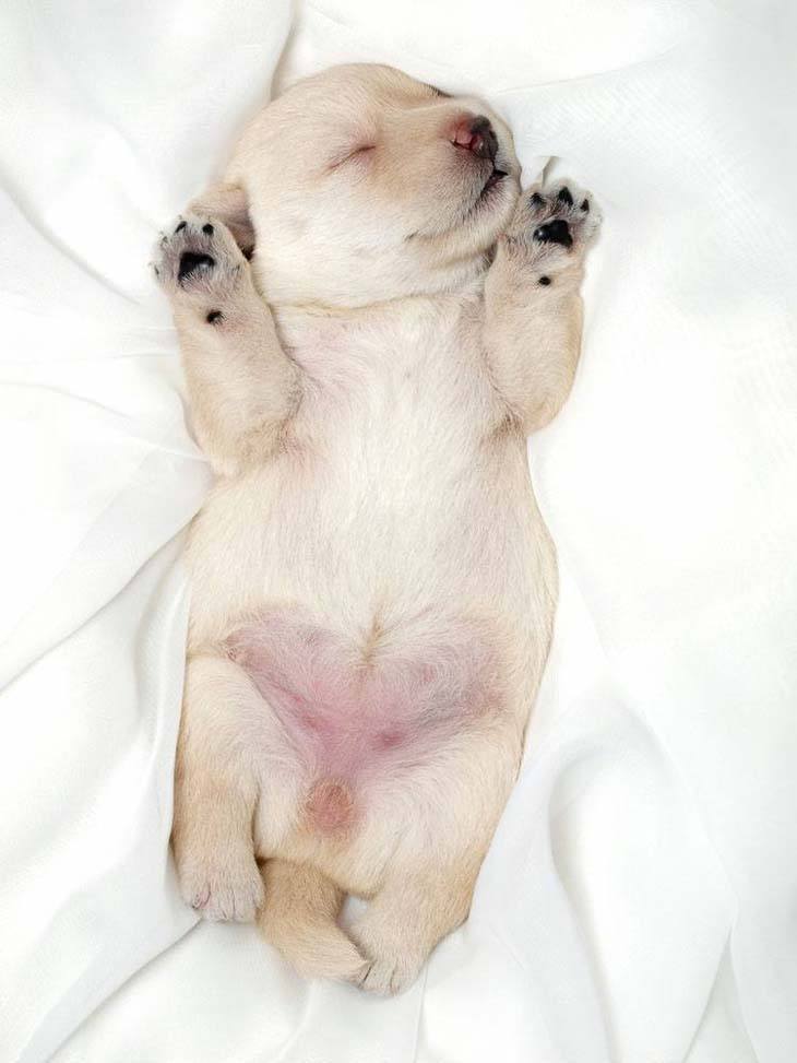 Cute puppy with pink belly