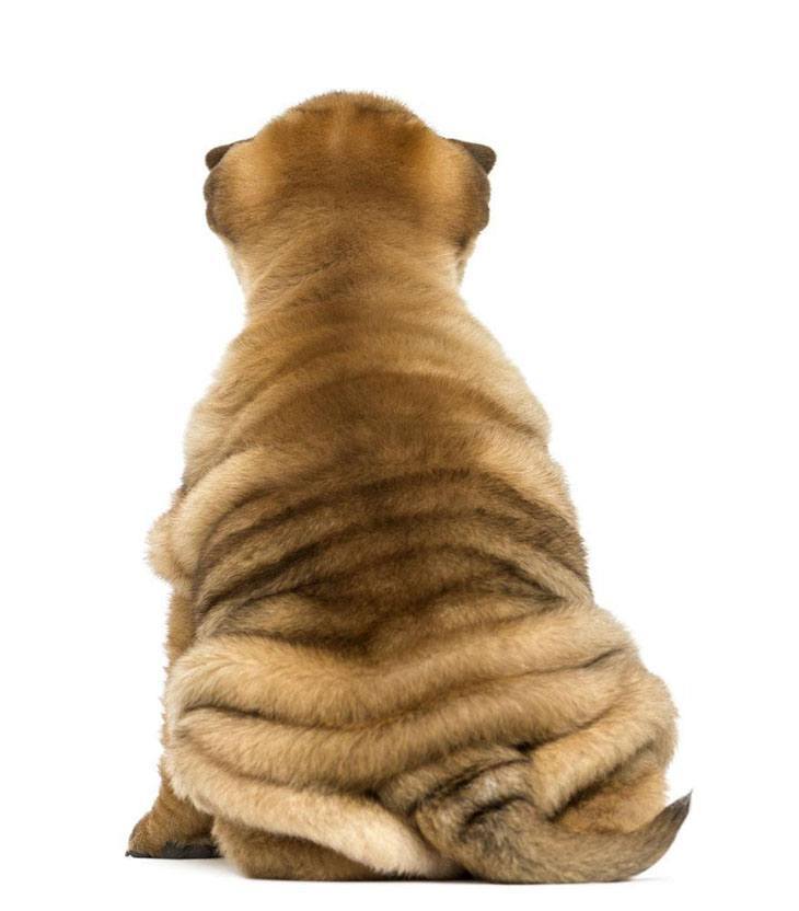 Shar Pei wrinkly bum