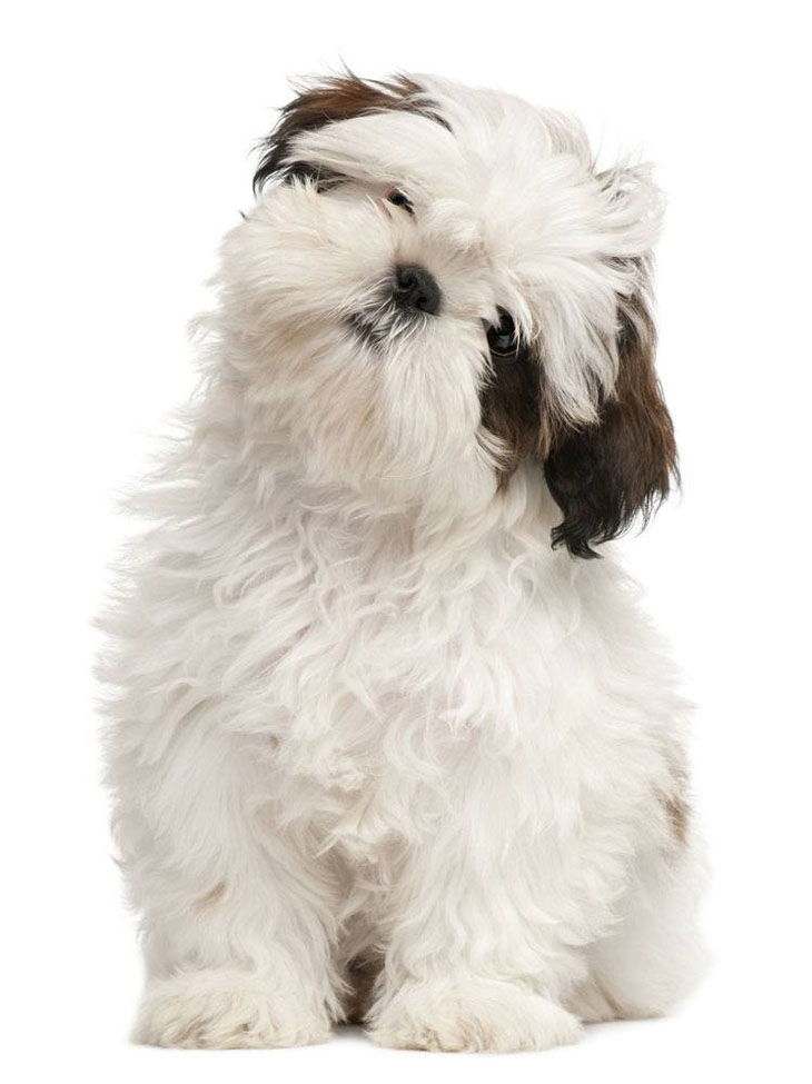 Shih Tzu puppy is curious