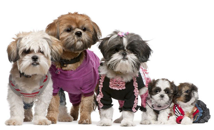 Cute Shih Tzu family