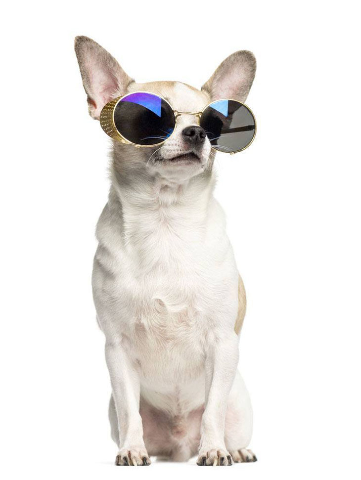 Too cool Chihuahua