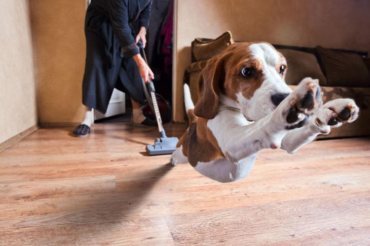 Dog running from the vacuum