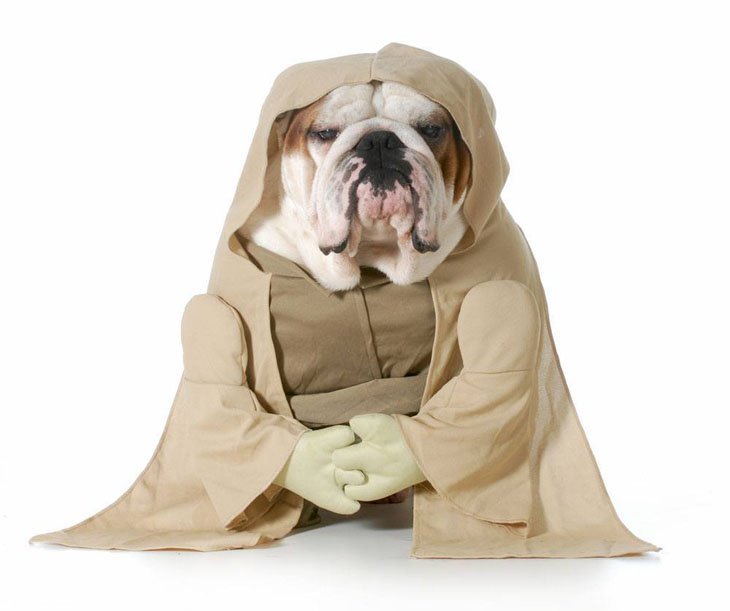 Bulldog Yoda