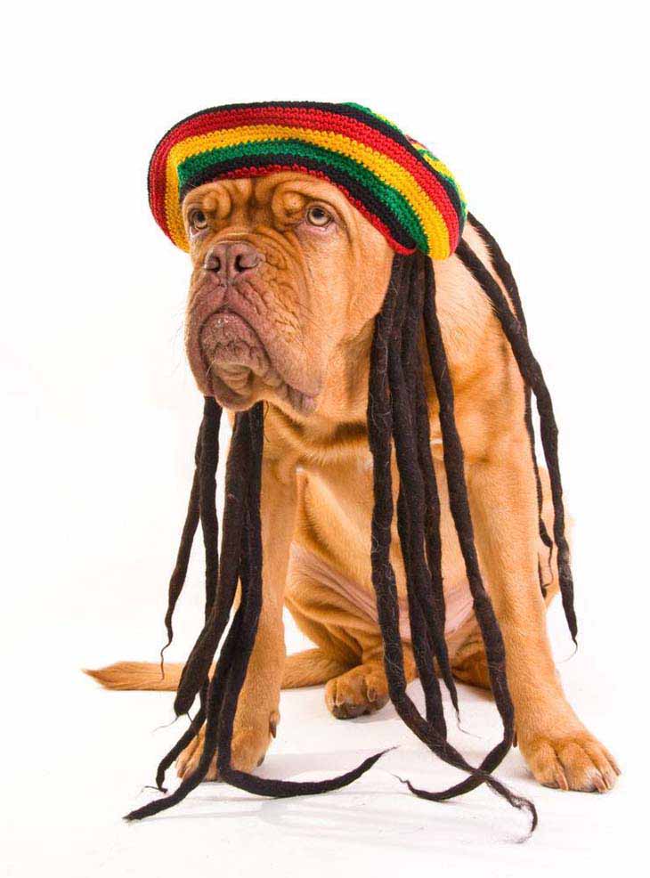 Dog Marley