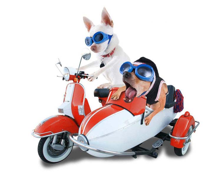 Dogs enjoying a scooter ride