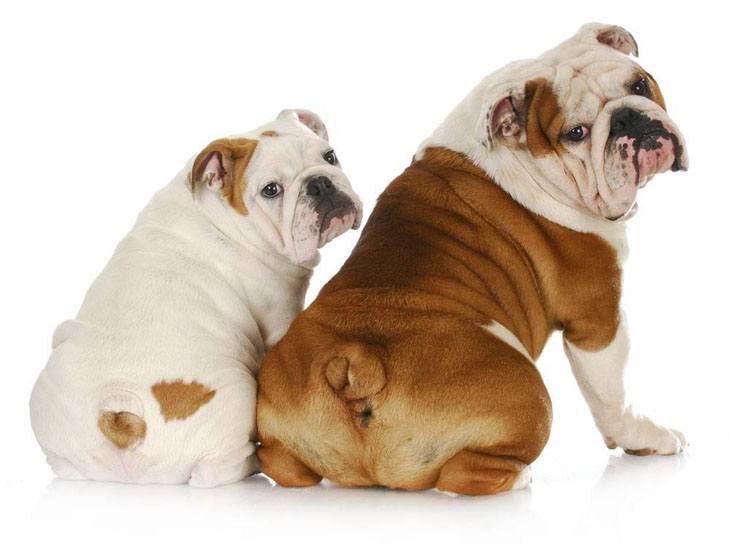 Bulldogs showing off their bums