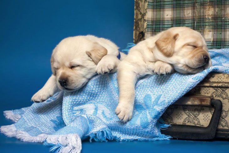 Labs zonked out after playing