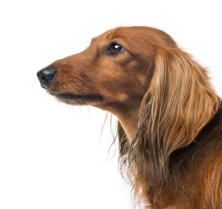 Profile of a beautiful Dachshund