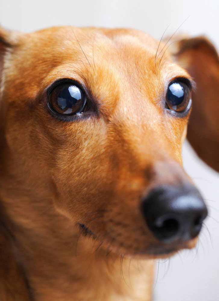 Dachshund with beautiful eyes