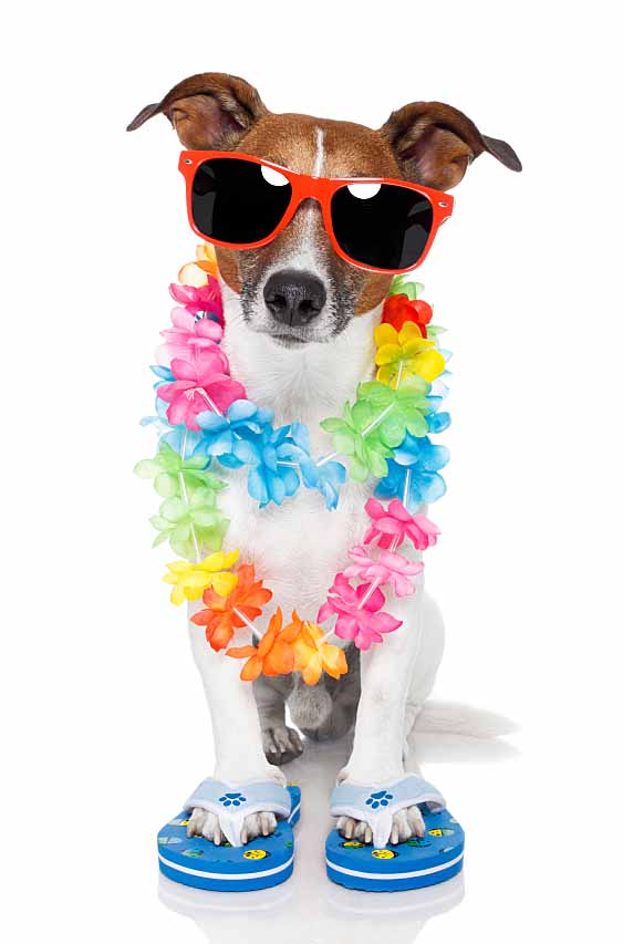 Dog ready for a Hawaiian vacation