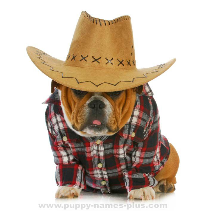 Redneck hat wearing dog