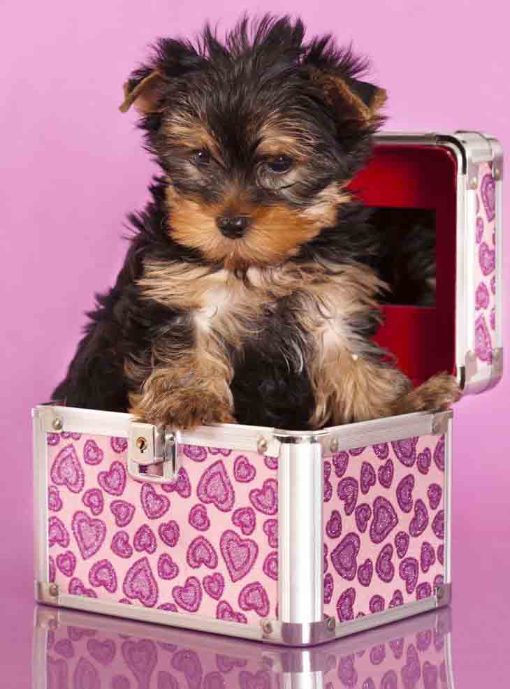 Cute Yorkie surprise