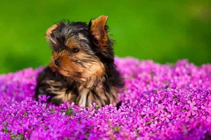 Yorkie puppy in beautiful flowers