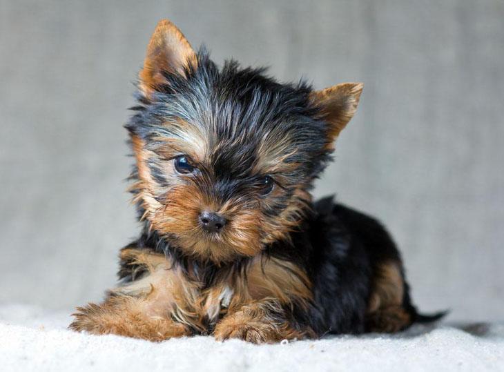 Yorkie puppy looking for playmate