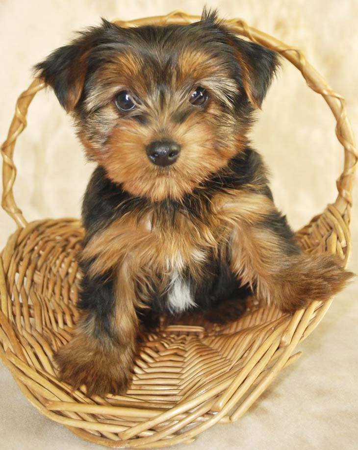 This Yorkie wants to know what your eating