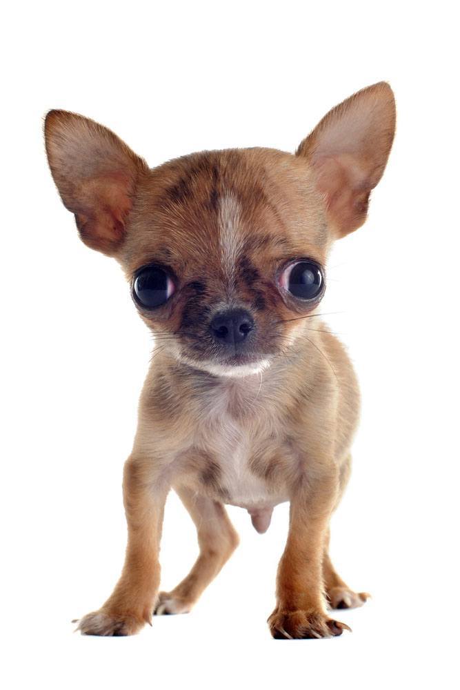 Apple head Chihuahua puppy