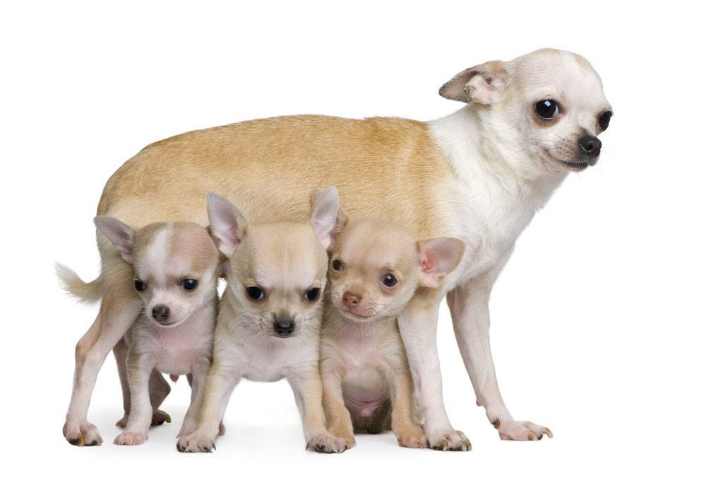 Chihuahua mama and her puppies